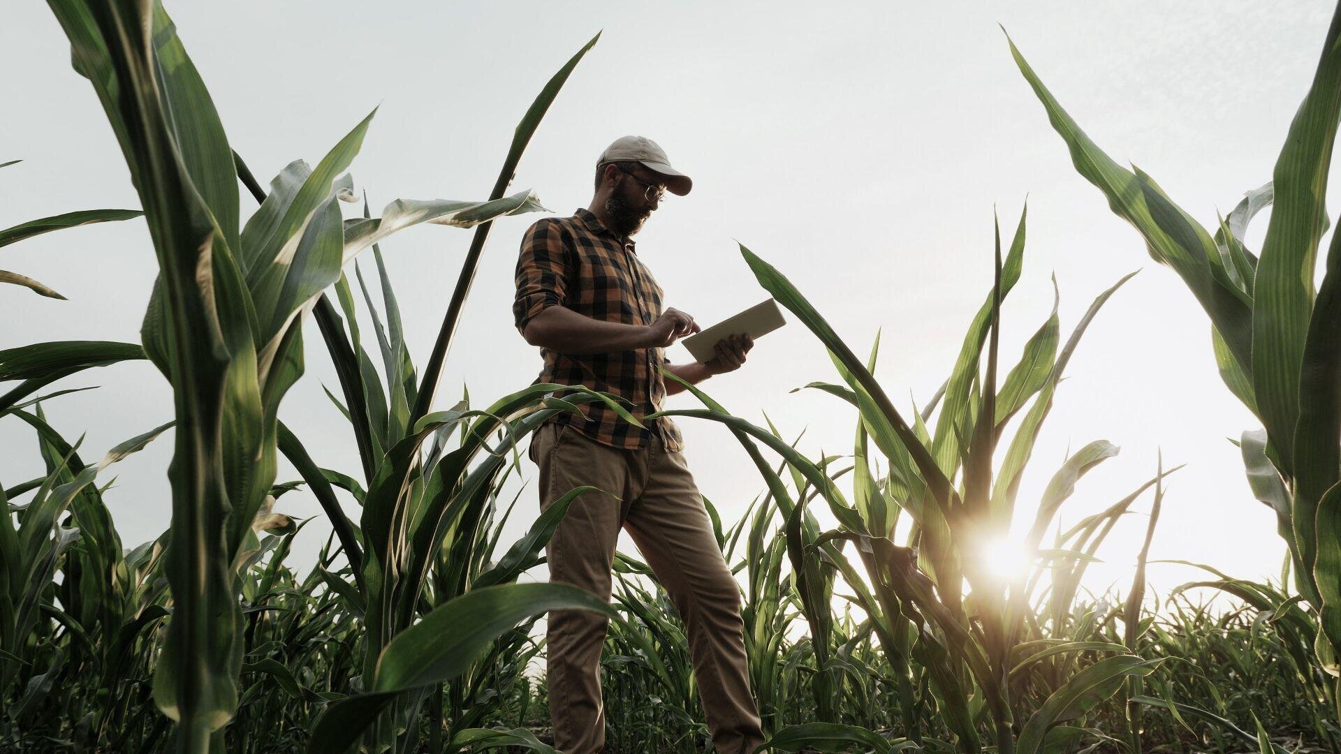 Ein Mann mit Mütze und kariertem Hemd steht bei Sonnenuntergang in einem Maisfeld und nutzt ein Tablet. Hohe grüne Maispflanzen umgeben ihn, und Sonnenlicht fällt durch die Blätter.