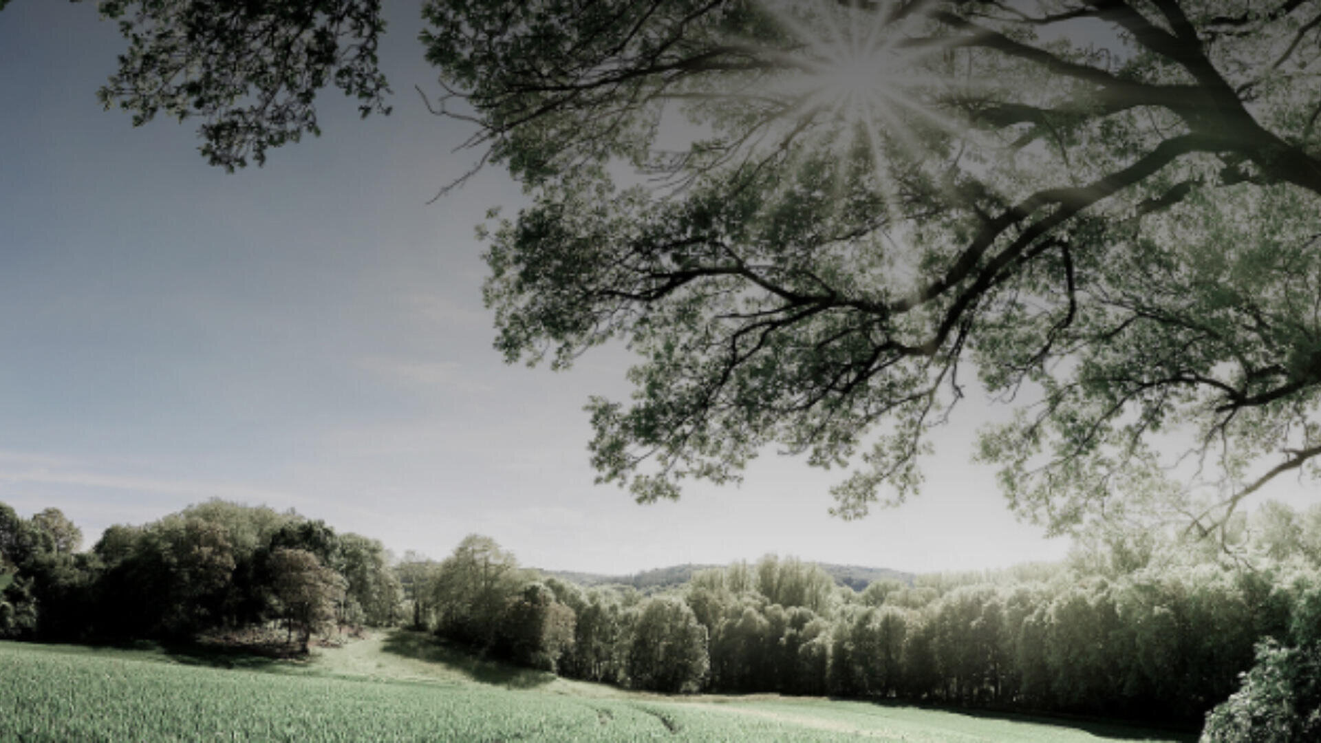 Ein Sonnenstrahl scheint durch die Äste und Blätter eines großen Baumes und beleuchtet ein grünes Feld, das von dichten Bäumen unter einem hellblauen Himmel gesäumt ist.